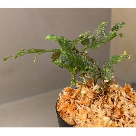 Selaginella picta