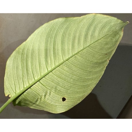 Schismatoglottis hendrikii from Sekadau West Kalimantan ②