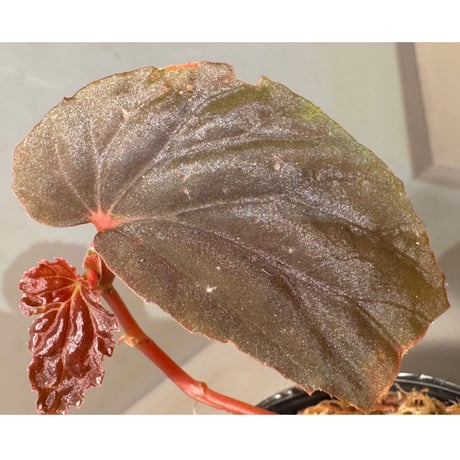 ベゴニア | STORES