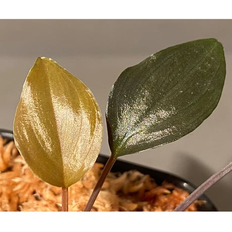 Homalomena sp."赤鉄鉱” from Kepulauan Riau [SGP import] KZT