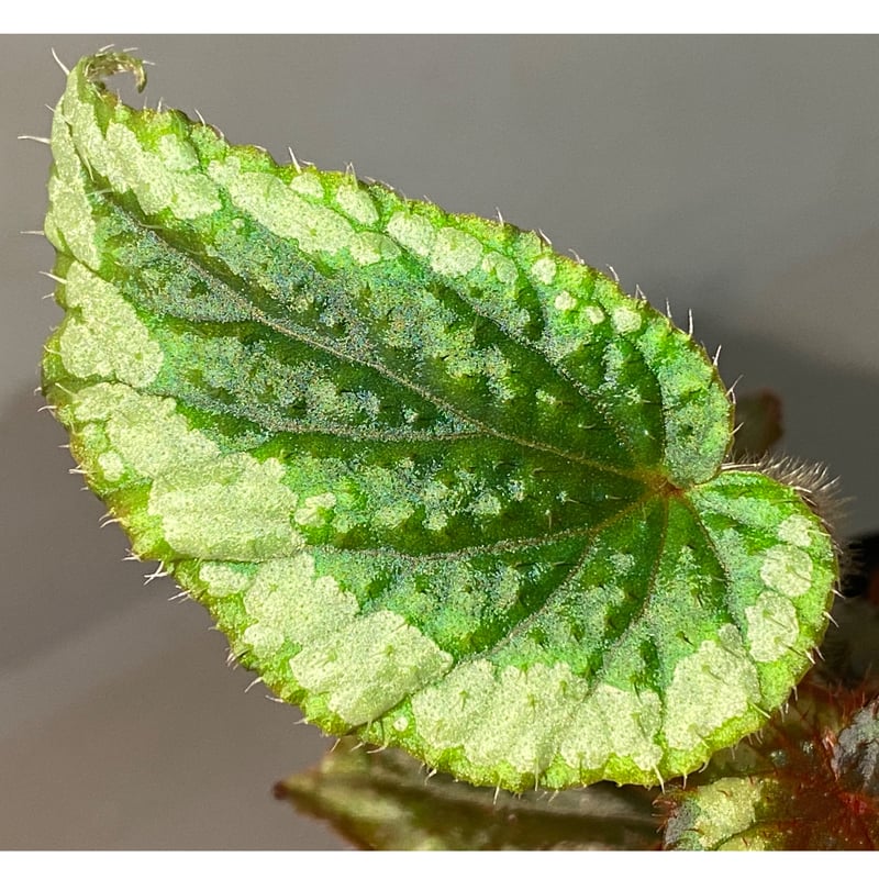 Begonia sp. from Ha Giang North Vietnam | M・R・G・R