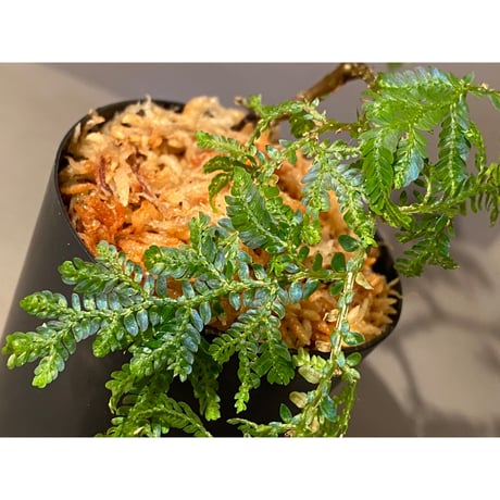Selaginella sp.  from Genting Highland