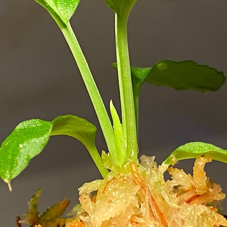 Homalomena sp. "Minimum" from Padan Utara [AZ0512-04]