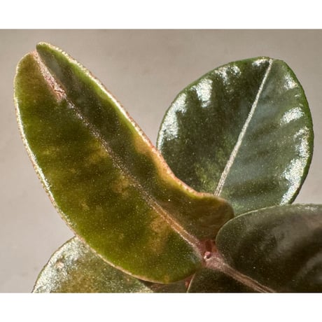 Labisia sp. from Landak West Kalimantan