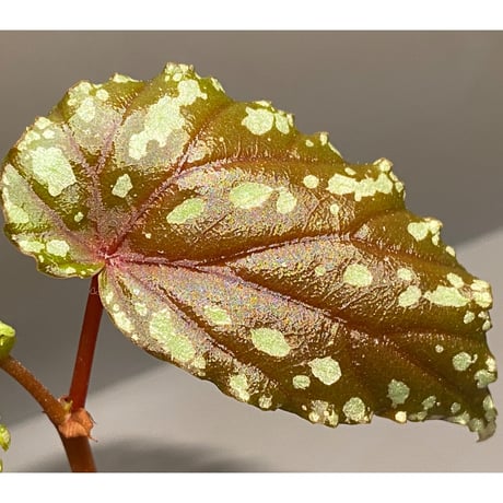 Begonia penrissenensis from Gunung Penrissen Sarawak