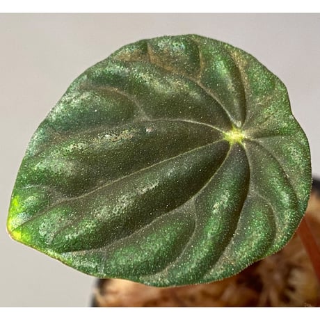 Peperomia meridiana from Ecuador [tanakay]