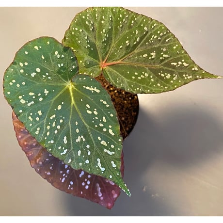 Begonia sp. from Aceh sumatera [LA1115-01T]