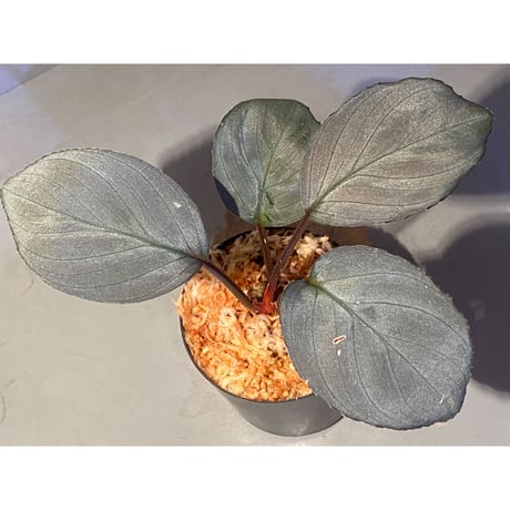 Homalomena sp. "Imperial Japanese Navy" from Resum P.Lingga [AZ0517-11]