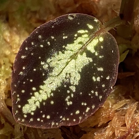 Sonerila calophylla