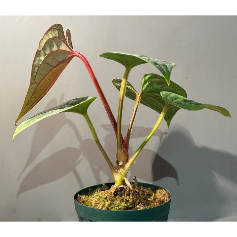 Anthurium luxurians | M・R・G・R Anthurium luxurians | M・R・G・R
