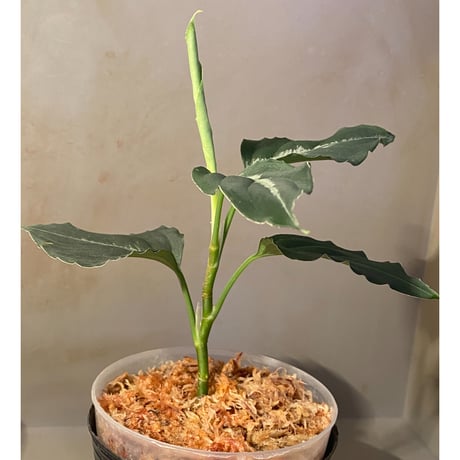 Aglaonema pictum "BB4.5th" BNN from Sibolga timur [AZ0617-43] No4
