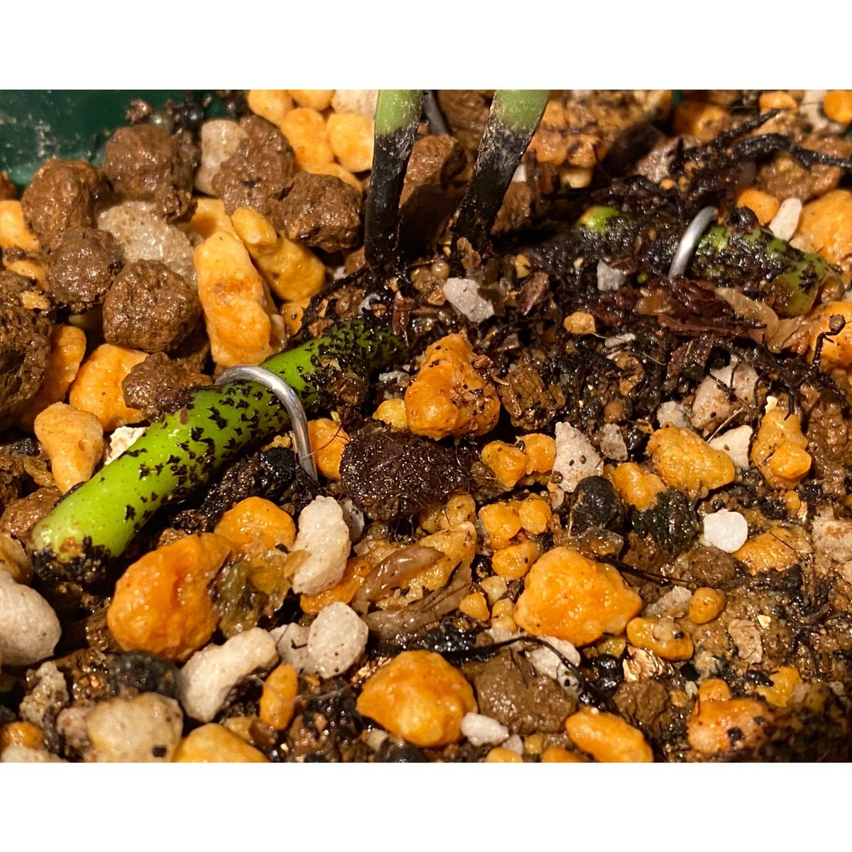 Elaphoglossum lanceolatum sp1 | M・R・G・R