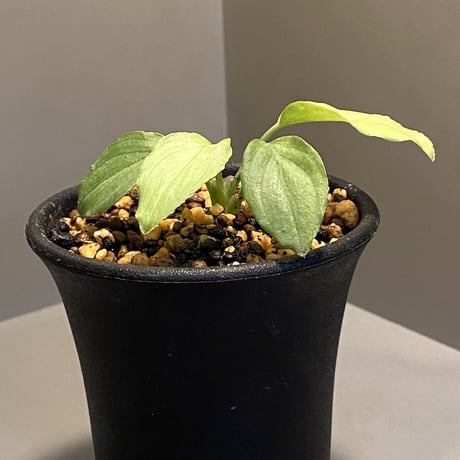 Homalomena sp. "Silver Bullet Green" from P.Linga [AZ1017-1]