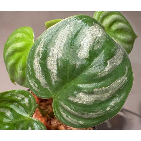 Philodendron sp. from Ecuador