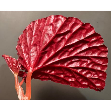 Begonia sp. from North Sumatera