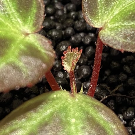Begonia sp. from Aceh [LA]