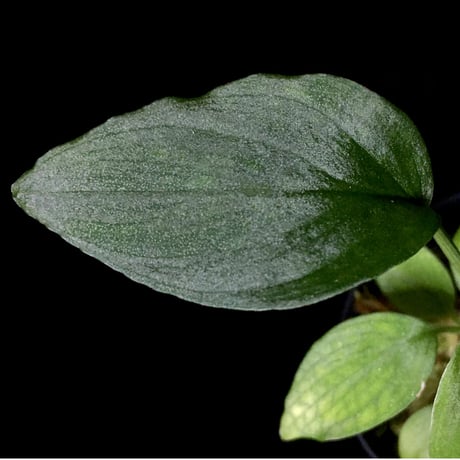 Homalomena sp. from Gunung Chamah [TK260316]