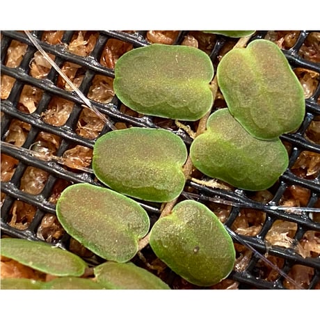 Marcgravia sp. "Bronze"