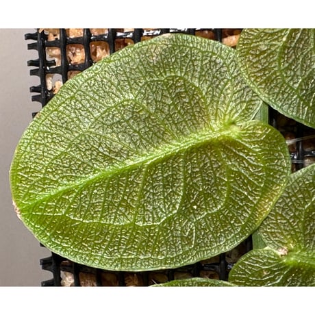 Pothos barberianus from Ngabang West Kalimantan
