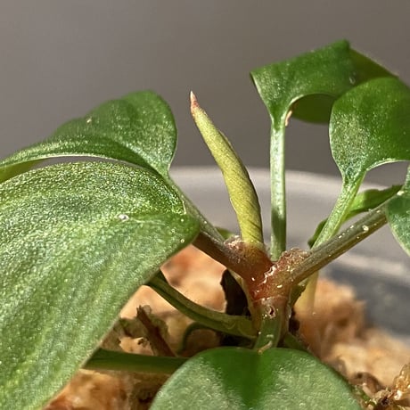Homalomena sp. from Sumatera Utara [LA0118-02]