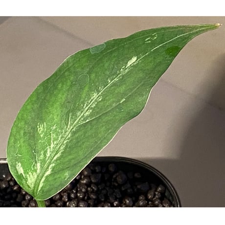 Aglaonema pictum A "しるば〜らいん" from Aceh sumatera [LA0315-04j]