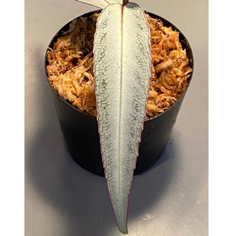 Labisia sp. from Kapuas hulu Kalimantan barat