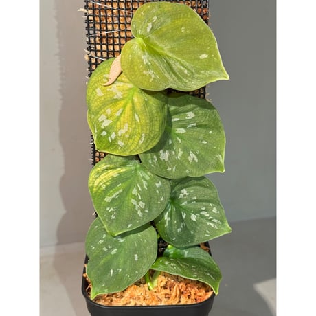 Philodendron sp. from Iquitos Peru [tanakay]