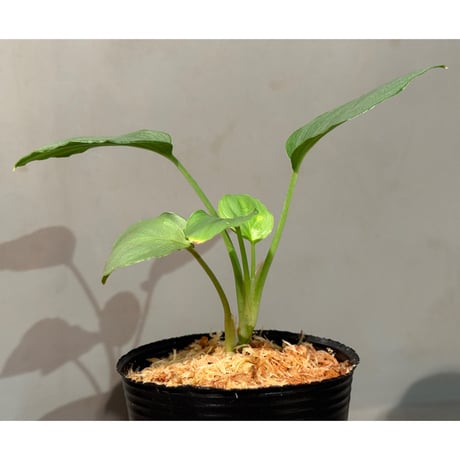Homalomena sp. "Green" from Bogor