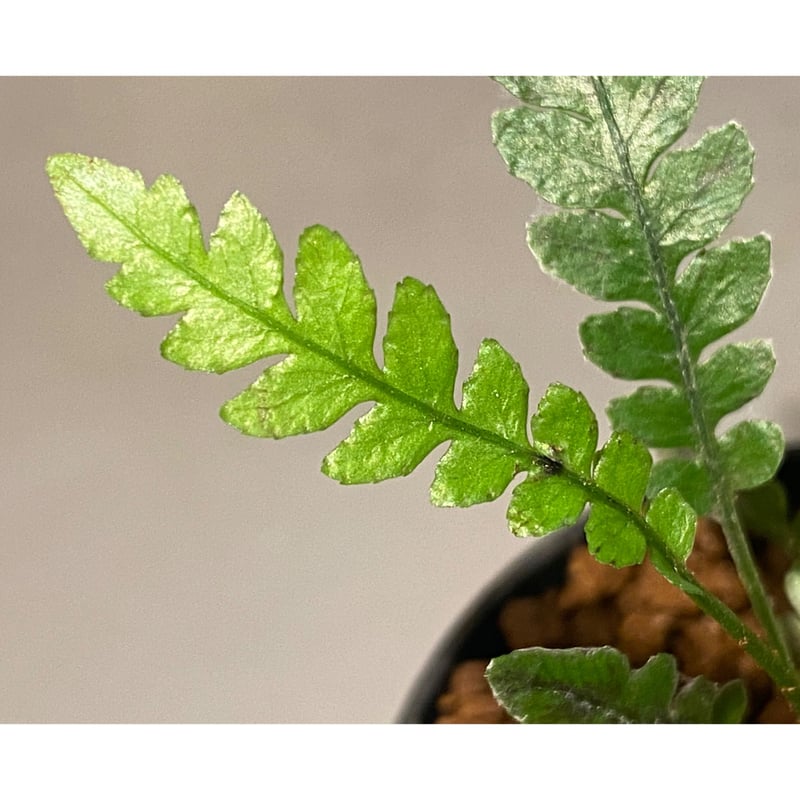 Blechnum obtusatum var. obtusatum from New Cale