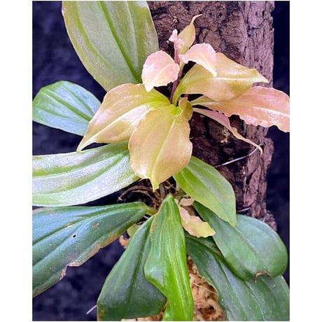 Medinilla sp. from Nueva Vizcaya Luzon Philippines