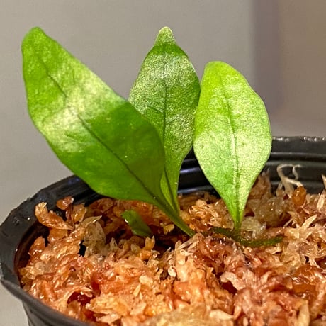 Microsorum sp. "Timika" Papua [TB]