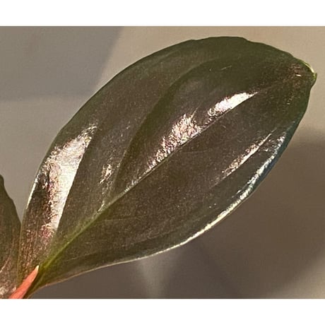 Rhodospatha sp. from Ecuador [tanakay]