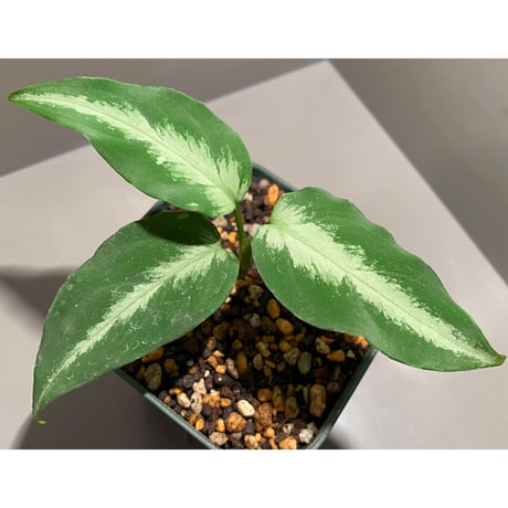Aglaonema pictum A "しるば〜らいん" from Aceh sumatera [LA1118-06b]