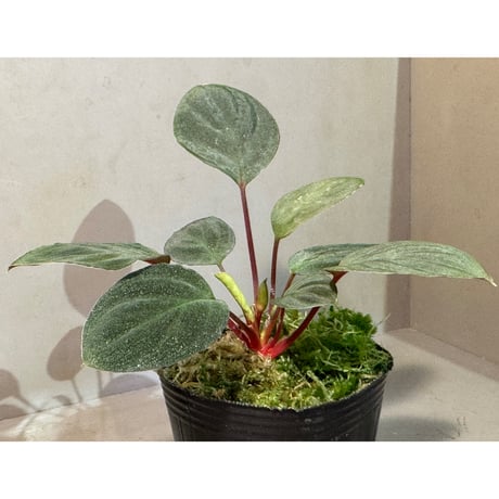 Homalomena sp. from Tawau [TK071116-1]