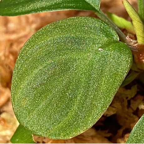 Homalomena sp. from Sumatera Utara [LA0118-02]