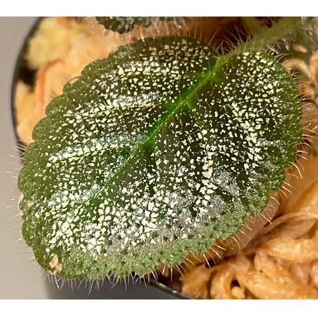 Gesneriaceae, Episcia lilacina from Colombia 2016 [tanakay]