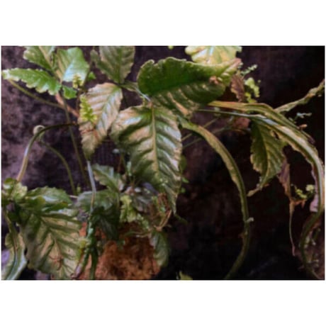 (大株) Bolbitis sp. from Siberut [LA]