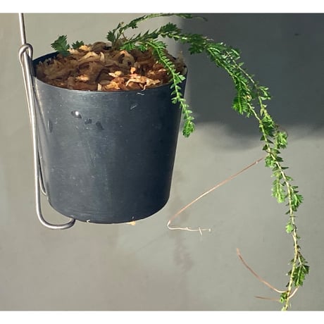 Selaginella sp. from Iquitos Peru [tanakay]