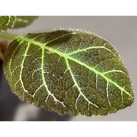 Pearcea hypocyrtiflora from Rio Napo Ecuador [tanakay] 白葉脈