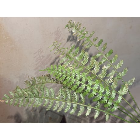 Asplenium cf. thunbergii from West Java