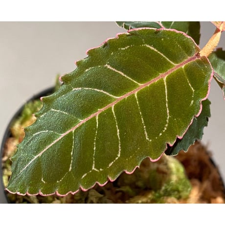 Labisia sp. from Riau Sumatera