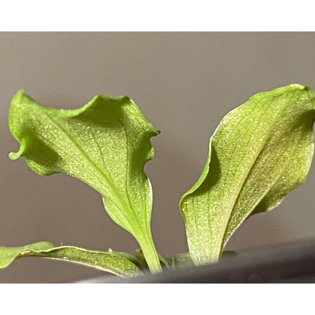 Homalomena sp. from Riau sumatera [LA1119-02]