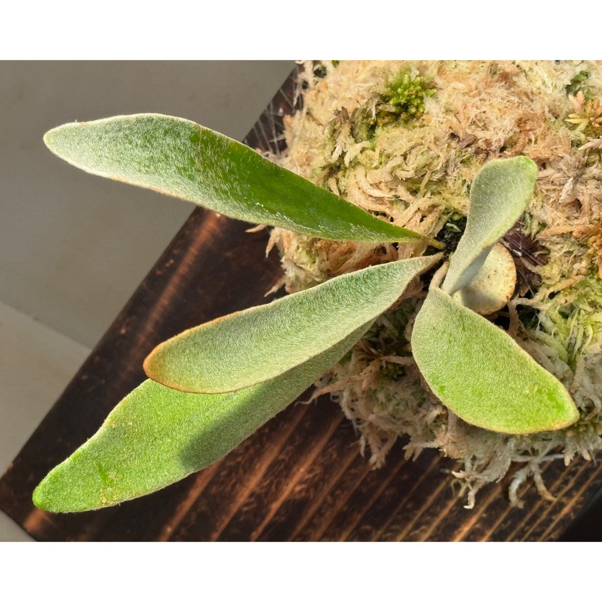 Platycerium veitchii 'Wild' (vp#2) | M・R・G・R