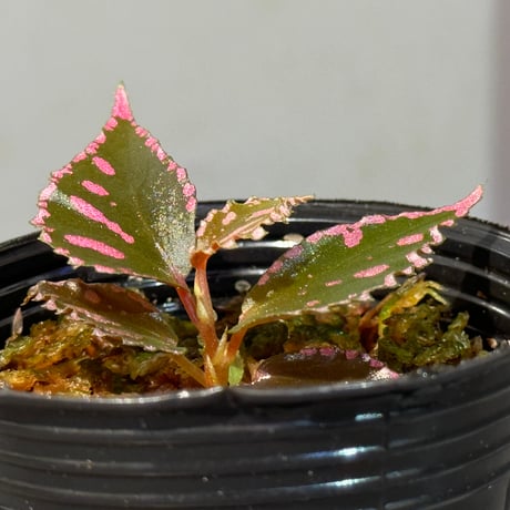 Begonia sp. ぼっち株 from Julau [R1214-01b]