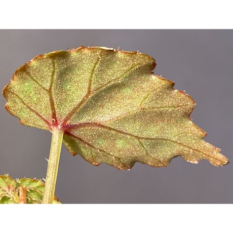 Begonia sp. from North Toraja [S0919-02] 伊藤蟻植物農園