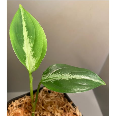 Aglaonema pictum "Hierophant-Green" 法皇緑 from Sumatera Barat [AZ0512-X]