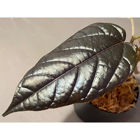 Pterisanthes sp.  from Sidikalang [R0817-01c]