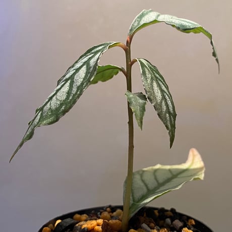 Ardisia sp. from Ache Sumatera [ L A]