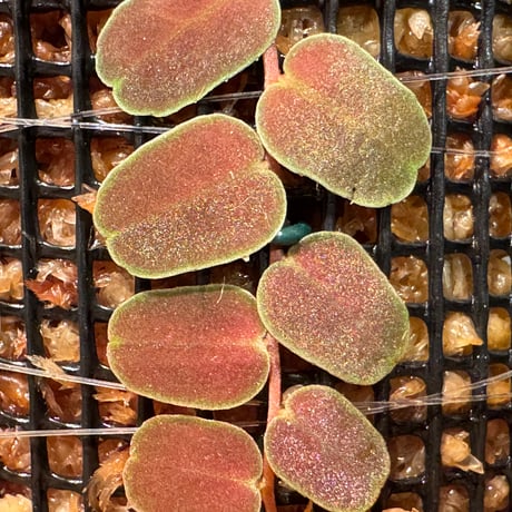 Marcgravia sp. "MELON"