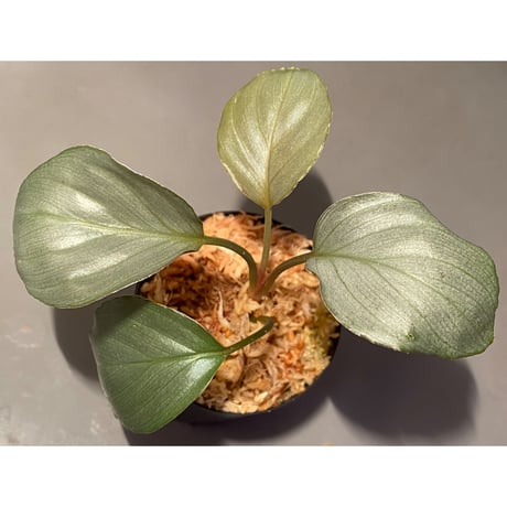 Homalomena sp. from Pulau Lingga